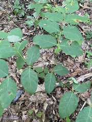 Apocynum androsaemifolium