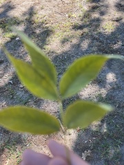 Fraxinus pennsylvanica