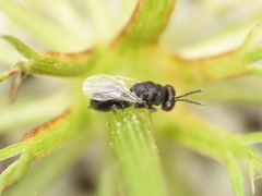 Eurytomidae
