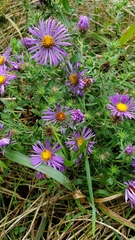 Symphyotrichum novae-angliae