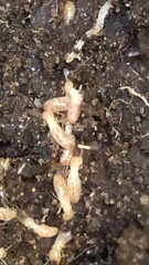 Reticulitermes flavipes