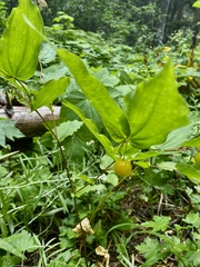 Prosartes hookeri