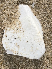 Rexithaerus secta