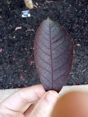 Prunus virginiana virginiana