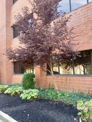 Prunus virginiana virginiana