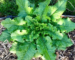 Lactuca virosa
