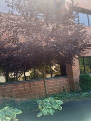 Prunus virginiana virginiana