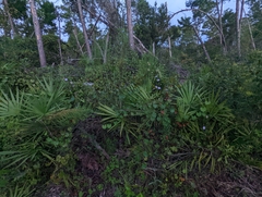 Centrosema arenicola