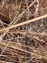 Malpolon monspessulanus