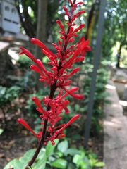 Odontonema tubaeforme