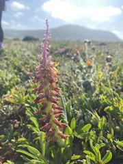 Lachenalia mutabilis