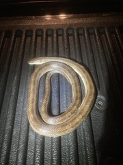 Lampropeltis calligaster