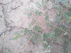 Kallstroemia californica