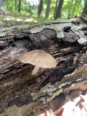 Pluteus cervinus