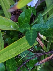 Centrosema arenicola