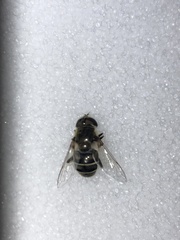 Eristalis dimidiata