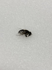 Eristalis dimidiata
