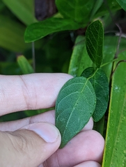 Centrosema arenicola