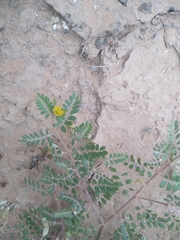 Kallstroemia californica