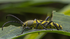 Ochraethes melanotelus