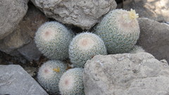 Epithelantha greggii
