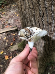 Russula brevipes