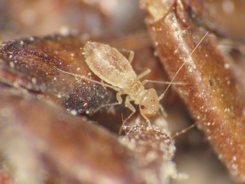 Psyllipsocus ramburii