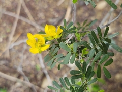 Chamaecrista greggii