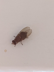 Drosophilidae