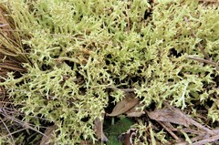 Cladonia uncialis