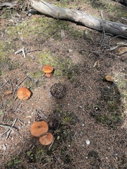 Gomphidius glutinosus