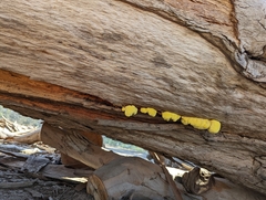 Laetiporus gilbertsonii