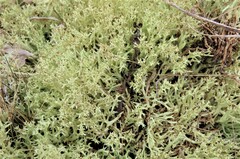 Cladonia uncialis