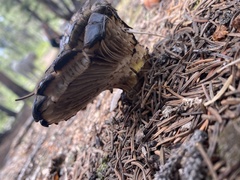 Gomphidius glutinosus