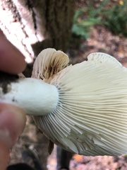 Russula brevipes