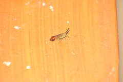 Dictyopharinae
