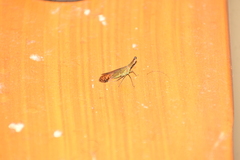 Dictyopharinae