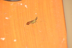 Dictyopharinae