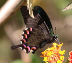 Papilio bianor