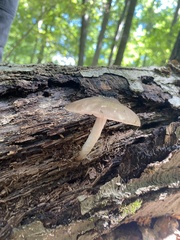 Pluteus cervinus