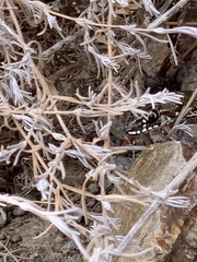 Malpolon monspessulanus