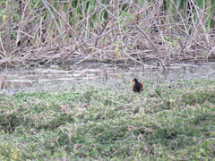 Jacana jacana