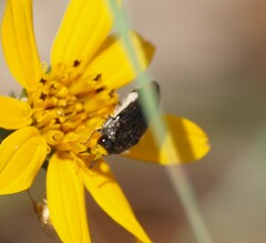 Acmaeodera flavomarginata