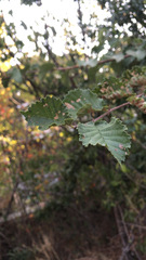 Ulmus minor