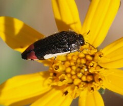 Acmaeodera flavomarginata
