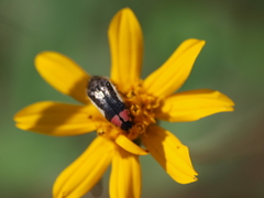 Acmaeodera flavomarginata