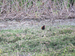 Jacana jacana