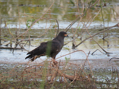 Rostrhamus sociabilis