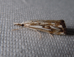 Catoptria falsella