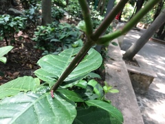 Odontonema tubaeforme